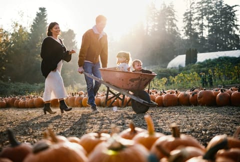 Pumpkin Picking in Bristol