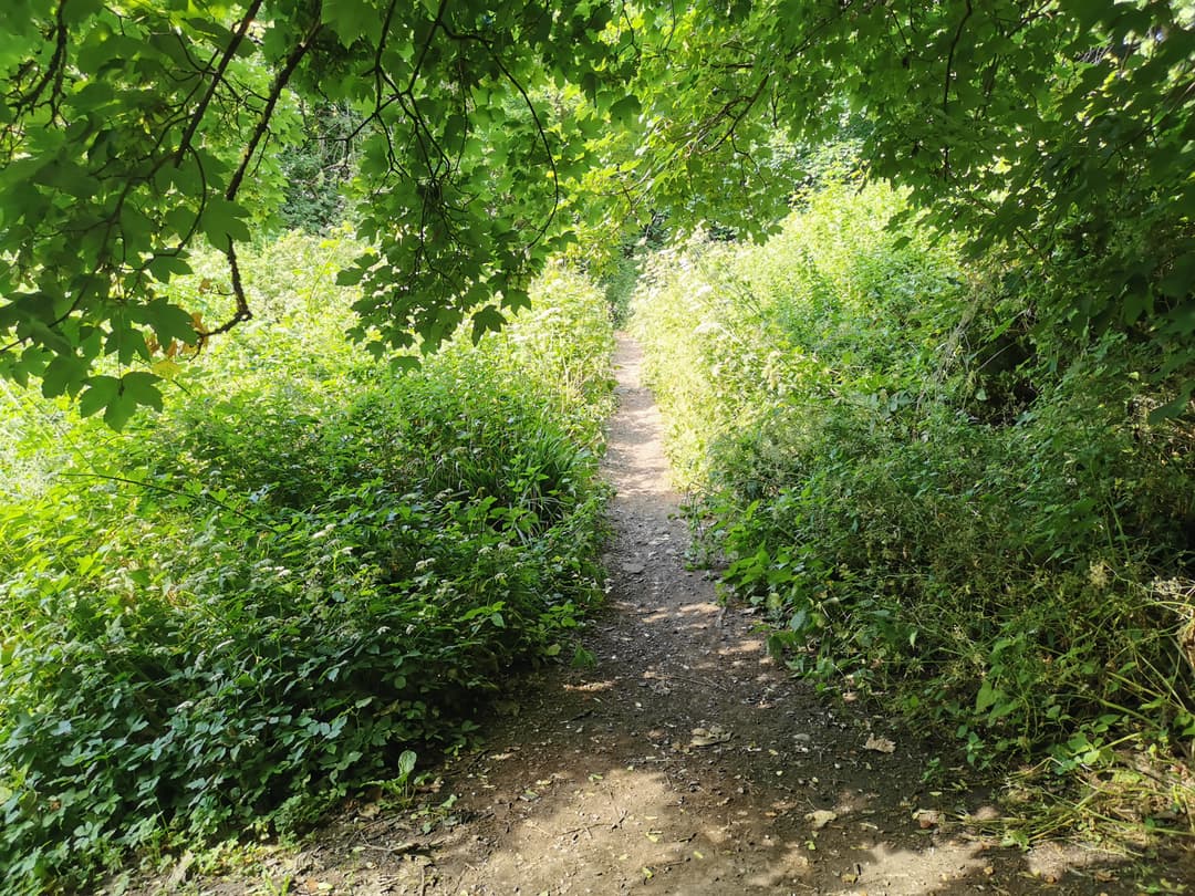 Coombe Brooke Nature Reserve - image 1