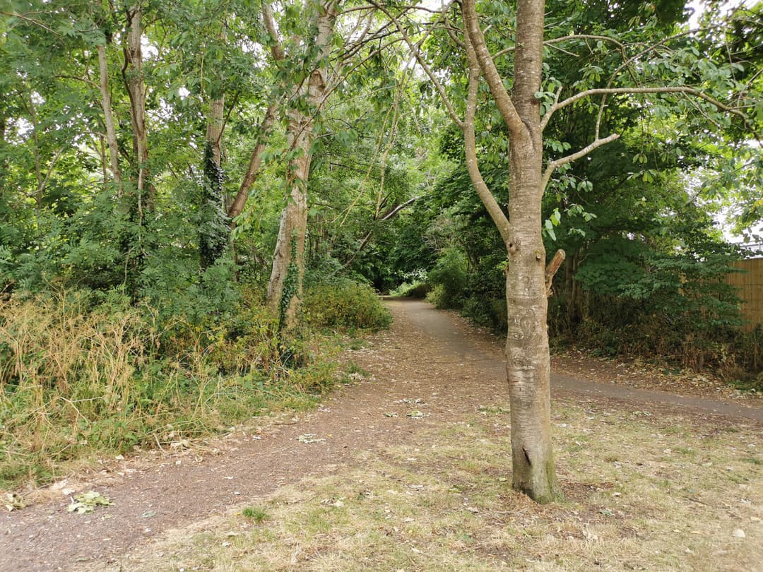 Badocks Wood - image 1