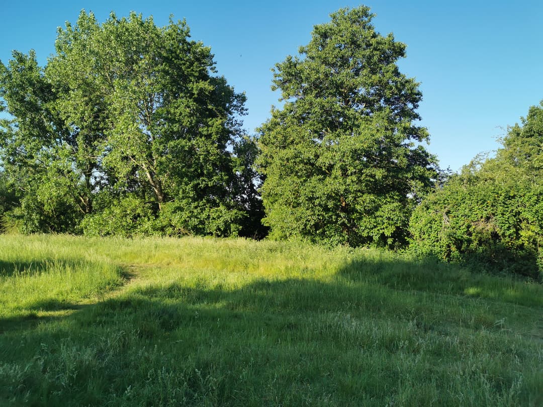 Lamplighters Marsh and Daisy Field - image 1